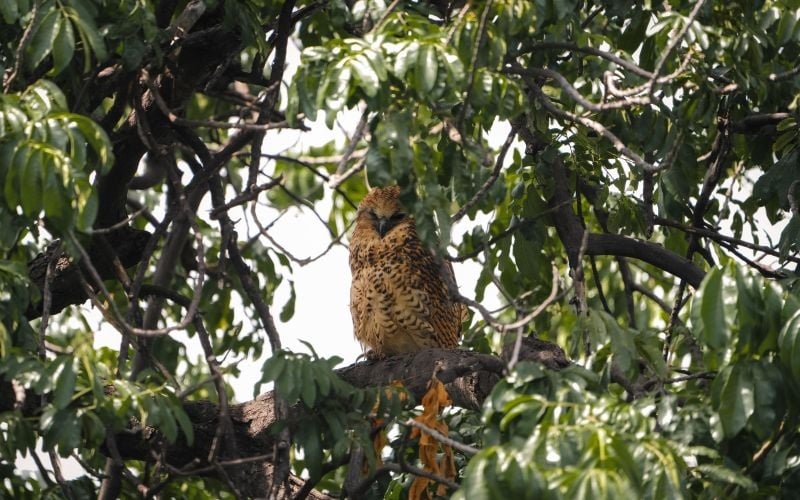 ZambeziQueen-Owl